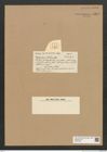 Diatomeae indet. Zeichnungen Sammlung Grunow Nr. 5952 (NHMW-BOT-W0374426)